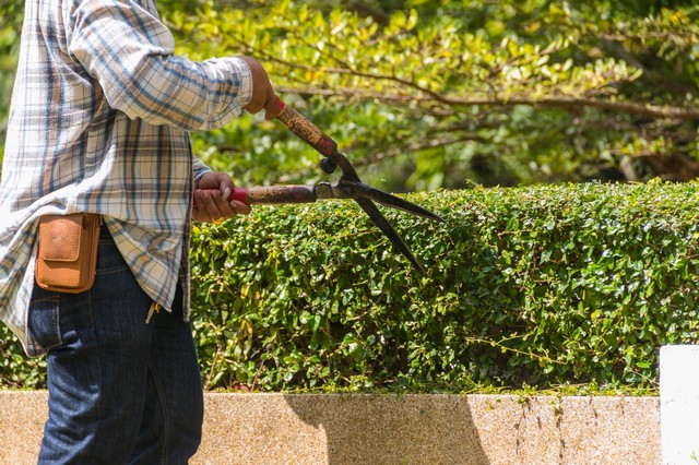 Garden Maintenance Golders Green, Hampstead Garden Suburb, NW11